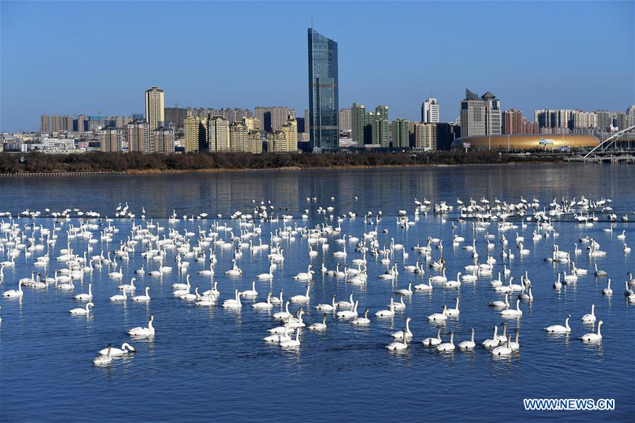 CHINA-HENAN-SANMENXIA-SWANS (CN)