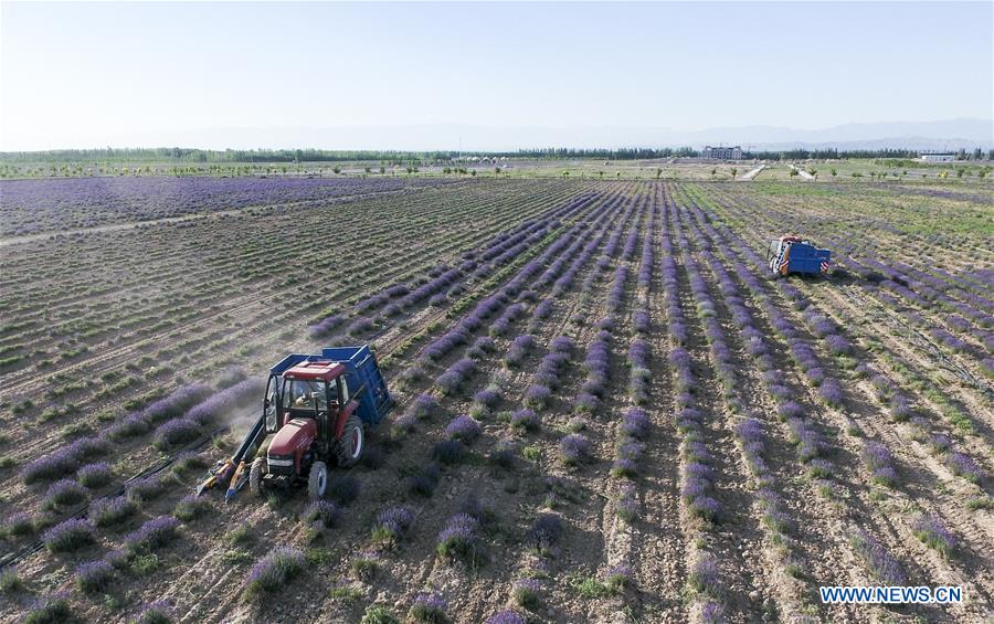 CHINA-XINJIANG-LAVENDER-HARVEST (CN)