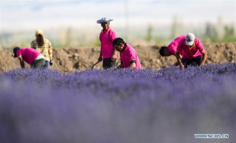 CHINA-XINJIANG-LAVENDER-HARVEST (CN)