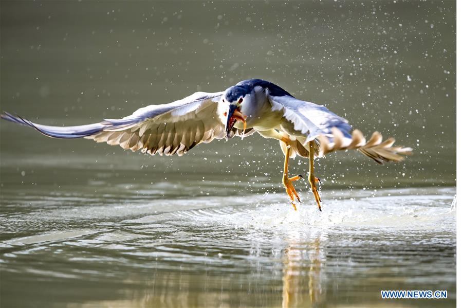 CHINA-FUZHOU-NIGHT HERON-CATCHING FISH(CN)