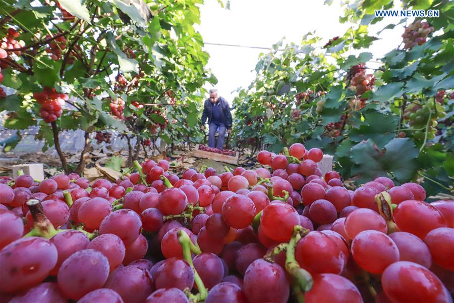 #CHINA-AGRICULTURE-HARVEST (CN)