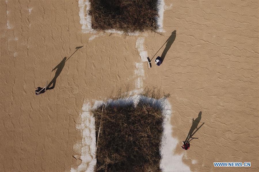 #CHINA-WINTER-HARVEST (CN)