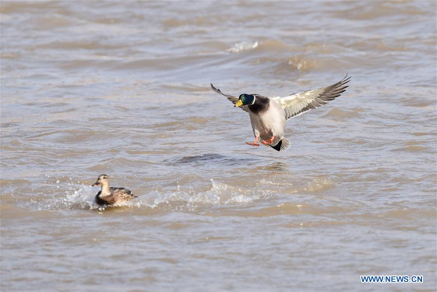 CHINA-QINGHAI-MIGRATORY BIRDS (CN)