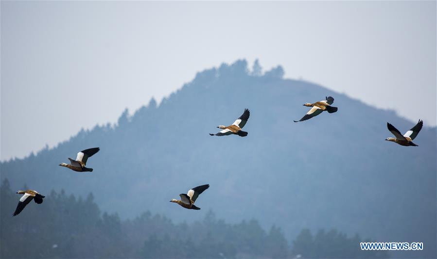 #CHINA-JIANGXI-POYANG LAKE-MIGRANT BIRDS (CN)