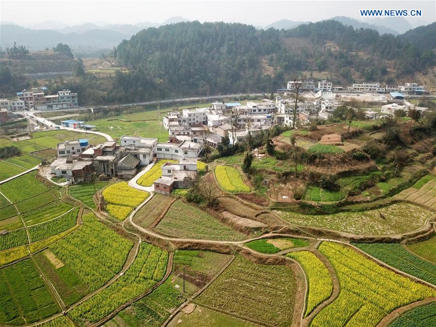 CHINA-GUIZHOU-COLE FLOWER-SCENERY (CN)