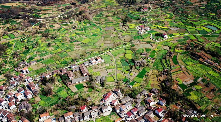 CHINA-SHAANXI-COLE FLOWERS