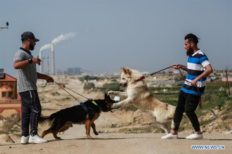 MIDEAST-GAZA-DOG SHOW