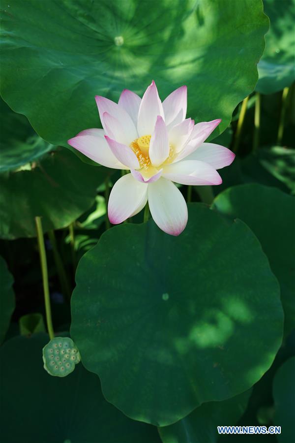 U.S.-WASHINGTON D.C.-SUMMER-GARDEN-SCENERY