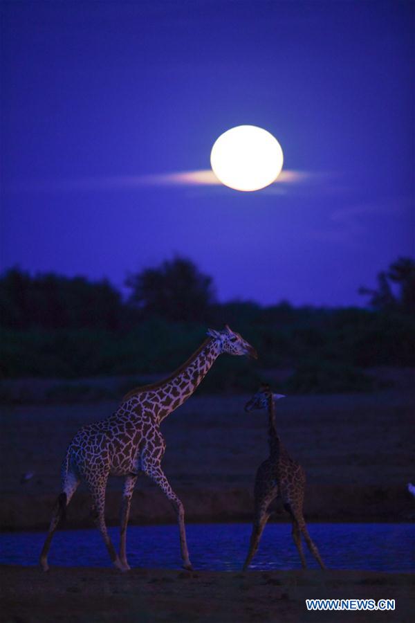 KENYA-ECOLOGY-CHINA-BEIJING-HORTICULTURAL EXPO-KENYA DAY