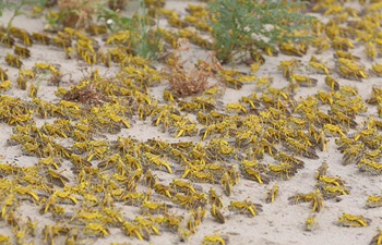 Pakistan suffers severe desert locust attack