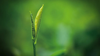 這片樹葉，改變了世界！