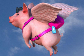 從尋風(fēng)、找豬到穿秋褲