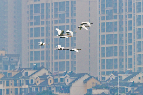 江西經(jīng)濟(jì)轉(zhuǎn)型求變：注入生態(tài)、創(chuàng)新、智能多重因子