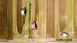 夏糧，穩(wěn)！