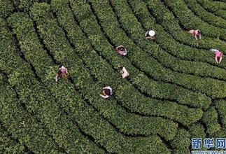 茶鄉(xiāng)&ldquo;搶&rdquo;春