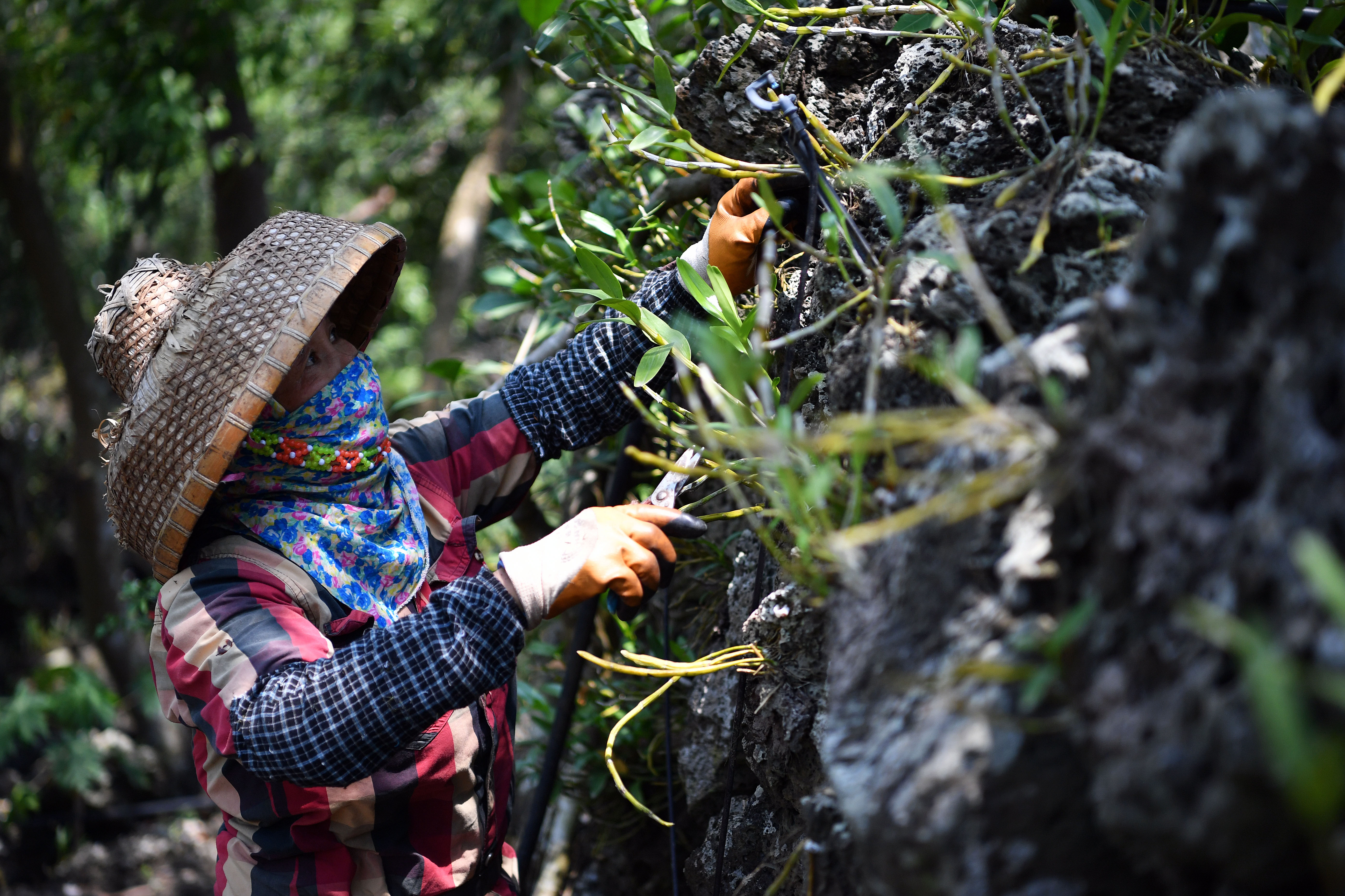 【圖集】海南施茶村：火山石上開出幸?；? /></a>
            <p class=
