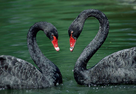 ?？低?ldquo;黑天鵝&rdquo;驚魂兩天