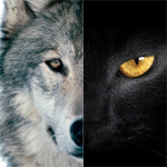 探針 | 2016：雙極，雙11