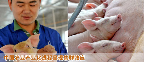 中國農業(yè)產業(yè)化進程呈現集群效應