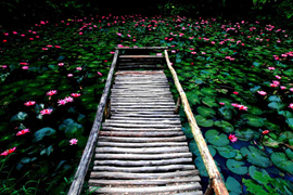 踱步花間，邂逅美麗