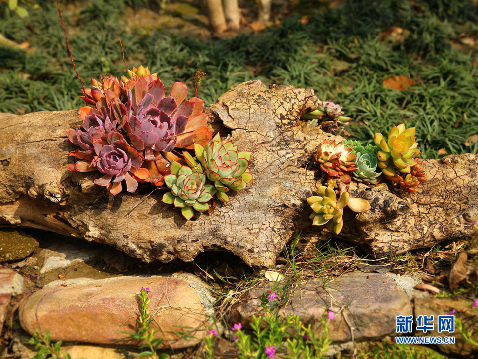 當朽木遇上多肉