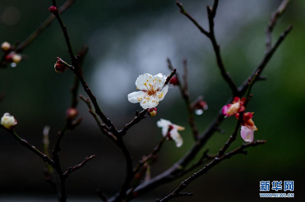 疏影橫斜，暗香浮動