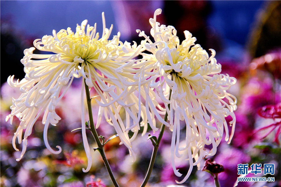 金秋時(shí)節(jié)，菊潤(rùn)車(chē)城