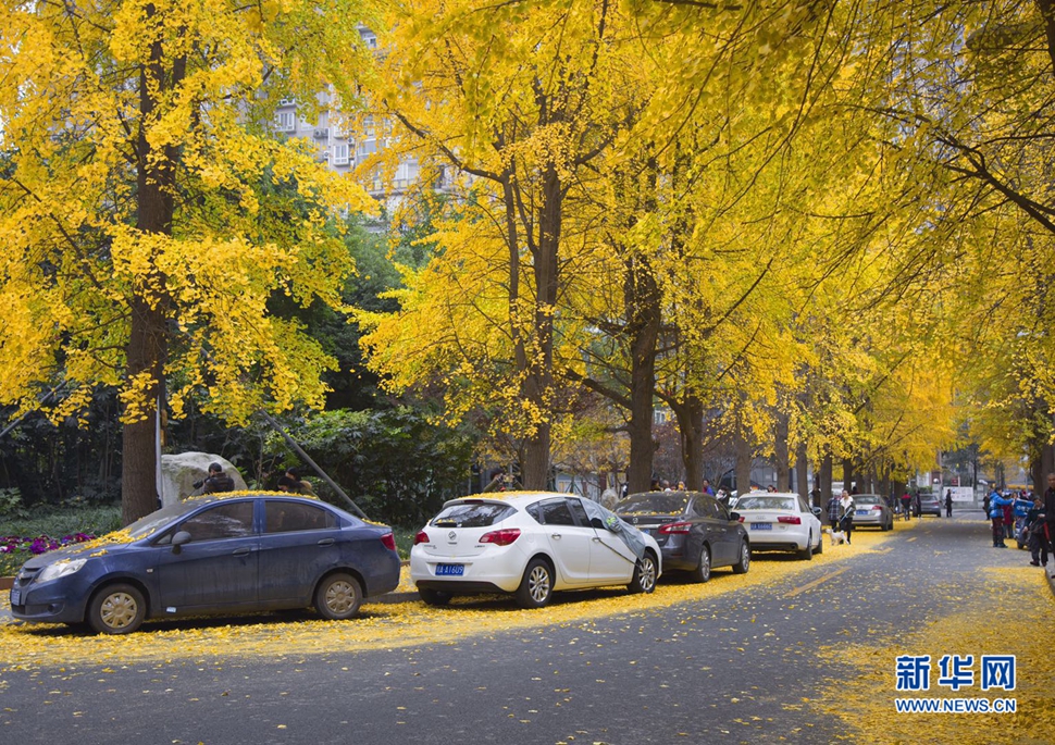 冬日暖陽，成都的銀杏已滿地