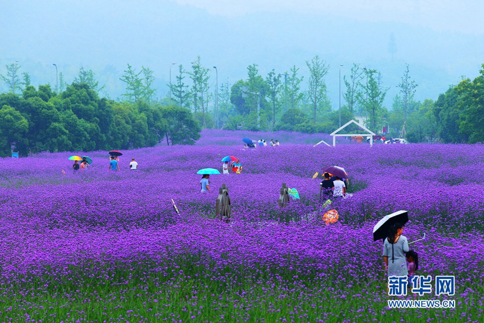 雨中游蓀湖花海，美翻了！