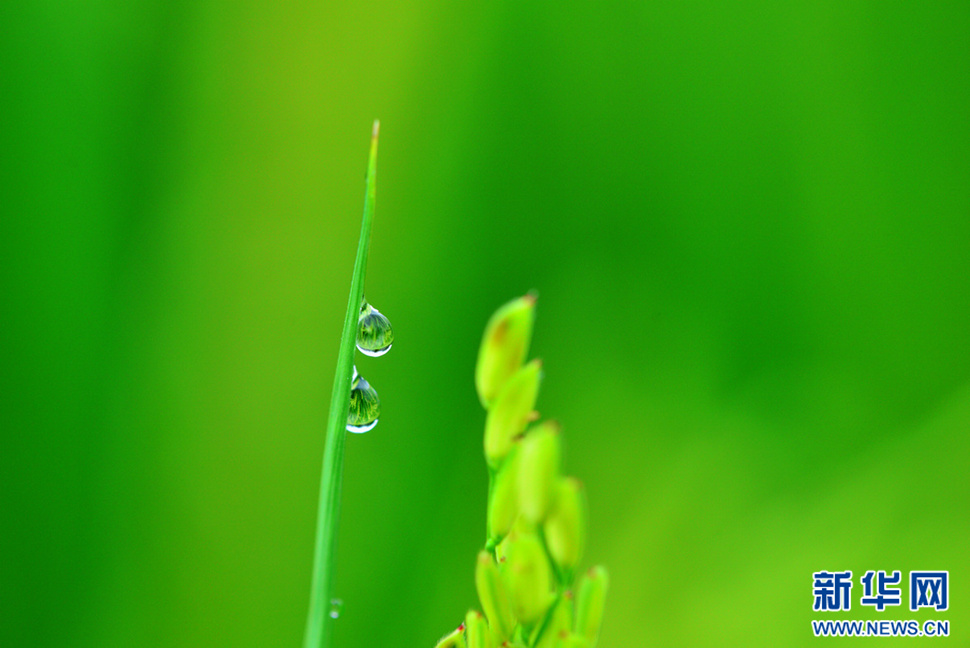 又到稻花飄香時