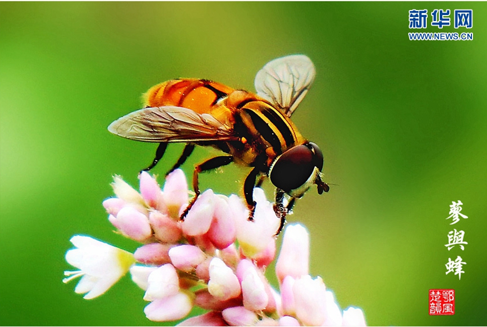 蓼與蜂、蜘蛛
