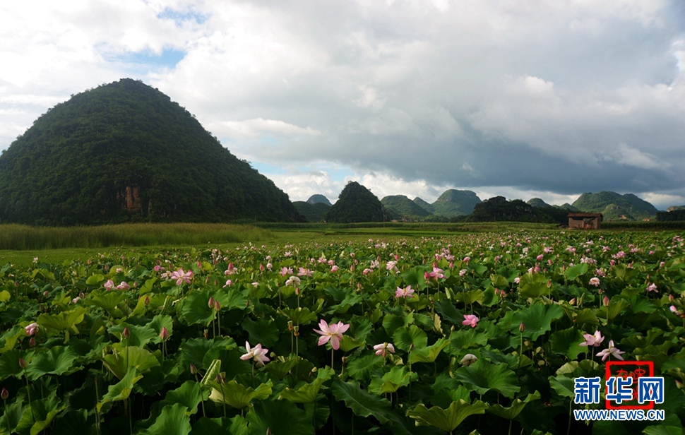 一生一世，萬(wàn)畝荷花