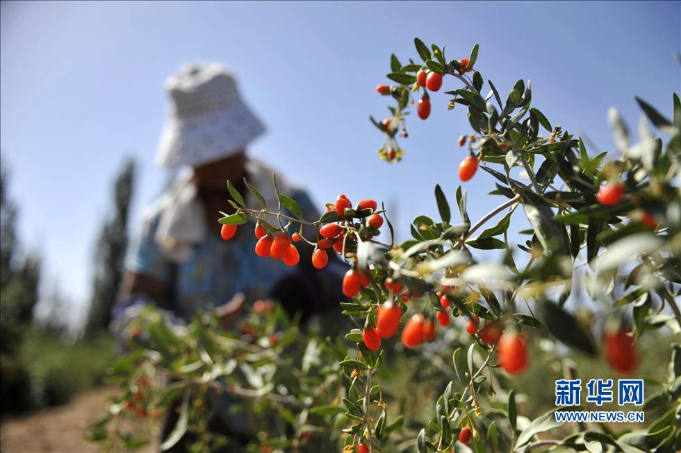 寧夏枸杞&ldquo;身份證&rdquo;將有追溯系統(tǒng)