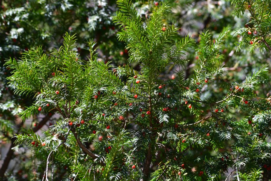 時隔40多年，我國再度發(fā)現(xiàn)珍稀瀕危植物密葉紅豆杉種群
