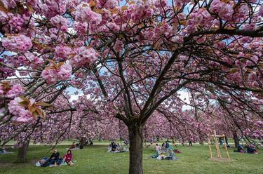法國:櫻花盛開