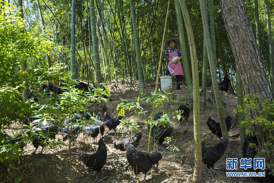 （新華全媒頭條&middot;圖文互動）（2）赤水：別了，貧困！