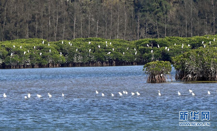 （圖文互動）（2）十年樹木、紅樹成林&mdash;&mdash;&ldquo;海上森林&rdquo;回歸記