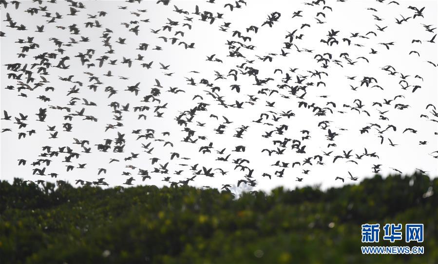 （圖文互動(dòng)）（3）十年樹木、紅樹成林&mdash;&mdash;&ldquo;海上森林&rdquo;回歸記