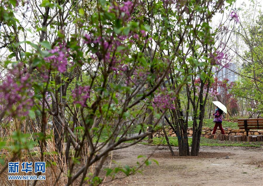 (在習(xí)近平新時代中國特色社會主義思想指引下——新時代新氣象新作為·新華全媒頭條·圖文互動)(4)最濃是這中國紅——北京市西城區(qū)弘揚(yáng)紅墻意識深化改革發(fā)展紀(jì)實(shí)