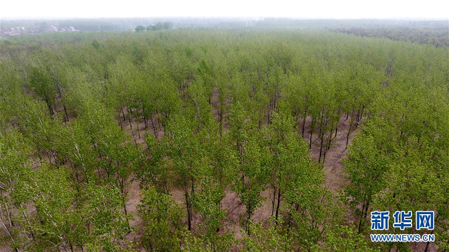 （在習(xí)近平新時(shí)代中國(guó)特色社會(huì)主義思想指引下&mdash;&mdash;新時(shí)代新氣象新作為&middot;圖文互動(dòng)）（2）河南民權(quán)：三代造林人接力68年播綠黃河故道