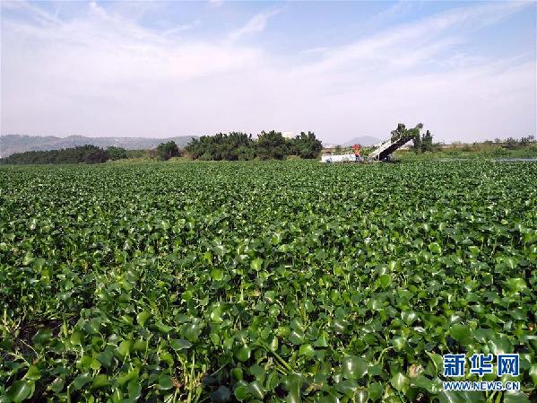 （圖文互動）（4）&ldquo;白練&rdquo;變&ldquo;黑龍&rdquo;，江河變&ldquo;草原&rdquo;－－粵東母親河為何污染20多年難治理？