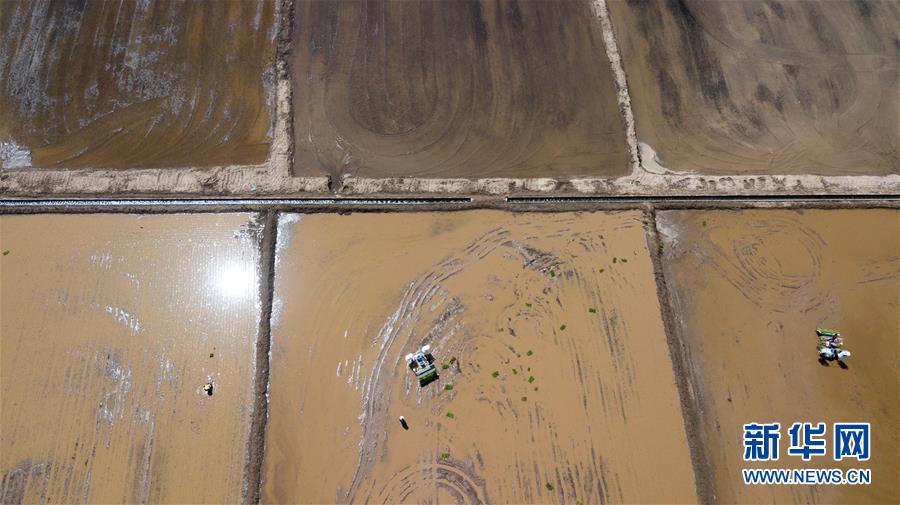 (社會(huì))(6)昔日鹽堿地 今日插秧忙