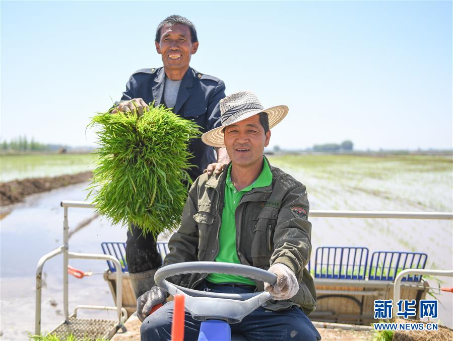 (社會)(7)昔日鹽堿地 今日插秧忙