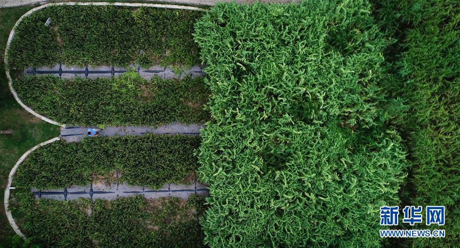 （在習(xí)近平新時(shí)代中國(guó)特色社會(huì)主義思想指引下&mdash;&mdash;新時(shí)代新作為新篇章&middot;圖文互動(dòng)）（3）稀奇！治污濕地成了休閑公園&mdash;&mdash;江蘇蘇州全域推進(jìn)農(nóng)村生活污水治理