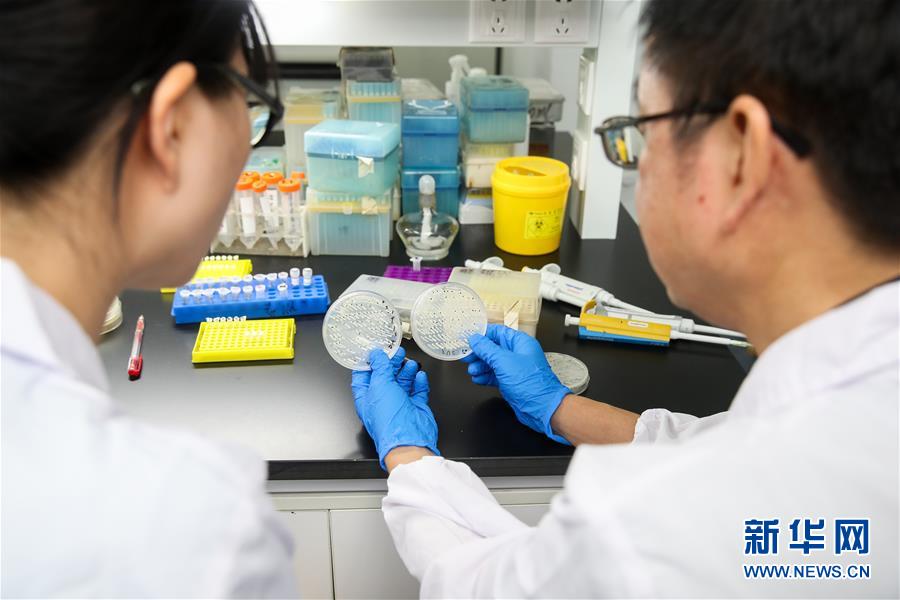 (新華全媒頭條·圖文互動)(2)人造單條染色體真核細胞問世 我國開啟合成生物學(xué)研究新時代