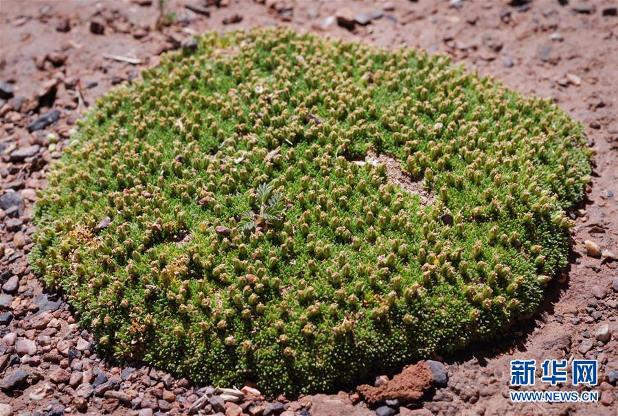 （新華全媒頭條&middot;圖文互動）（7）正在破譯的&ldquo;青藏密碼&rdquo;&mdash;&mdash;第二次青藏高原綜合科考首期成果發(fā)布