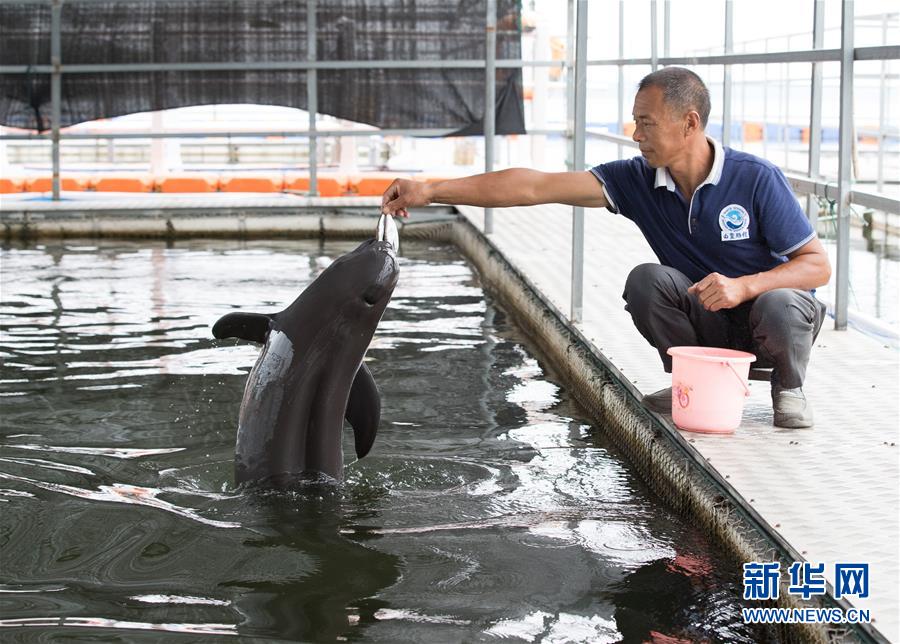 （圖文互動(dòng)）（3）從消失的白鱀豚到人工繁殖江豚&mdash;&mdash;三個(gè)故事見證長江生態(tài)保護(hù)變遷