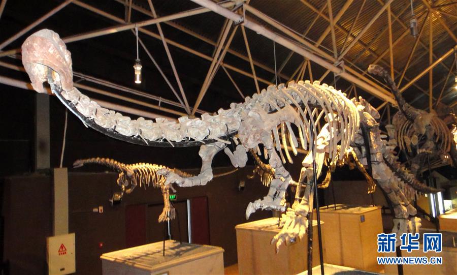 (圖文互動(dòng))(1)云南祿豐發(fā)現(xiàn)基干蜥腳型類(lèi)恐龍新屬種“孫氏彝州龍”