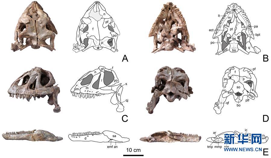 (圖文互動(dòng))(3)云南祿豐發(fā)現(xiàn)基干蜥腳型類(lèi)恐龍新屬種“孫氏彝州龍”