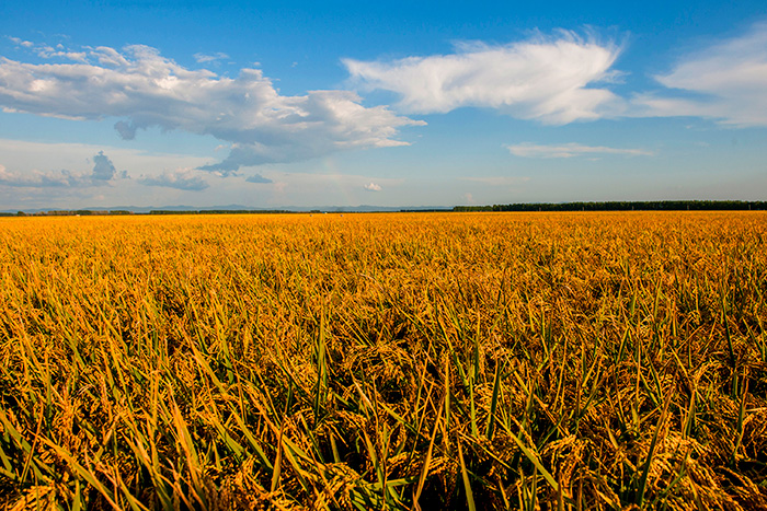 秋收的中國(guó)，你想象不到的美！但更美的是&hellip;&hellip;